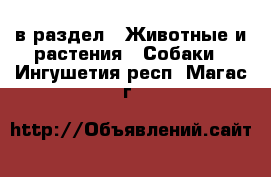  в раздел : Животные и растения » Собаки . Ингушетия респ.,Магас г.